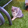 kitten, cat, gray, white, fluffy, grass, artificial_grass, chair_legs, pet, animal, cute, small, fur, whiskers, outdoor, playful, young, domestic_cat, sitting, curious