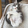 Loki is registered to the contest to win money with this photo: kitten, cat, gray_and_white, fluffy, cute, pet, indoors, blanket, soft, cozy, wooden_frame, wire_mesh, resting, curious, small_paws, fur, animal, young, adorable, relaxed