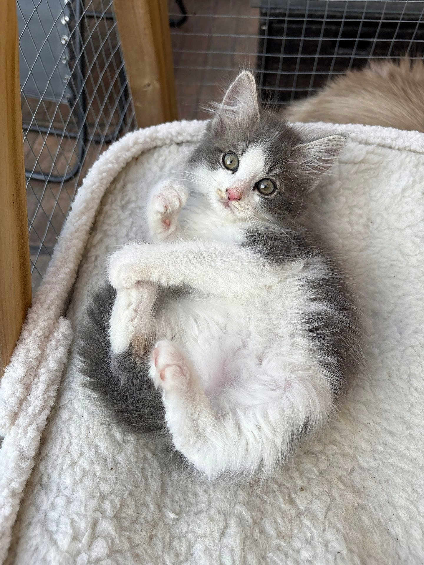 Loki is registered to the contest to win money with this photo: kitten, cat, gray_and_white, fluffy, cute, pet, indoors, blanket, soft, cozy, wooden_frame, wire_mesh, resting, curious, small_paws, fur, animal, young, adorable, relaxed