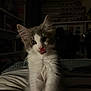 Loki joined the competition — help win amazing prizes! kitten, cat, animal, pet, feline, white, gray, fur, licking, cute, bed, indoor, cozy, whiskers, ears, paws, young, portrait, dim_light, shadow