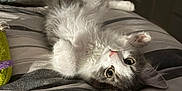 Loki joined the competition — help win amazing prizes! kitten, cat, bed, indoor, striped_bedspread, fluffy, white, gray, pet, cute, lying_down, cozy, furniture, curious, soft_light, whiskers, paws, relaxed, room, blanket