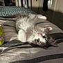 kitten, cat, bed, indoor, striped_bedspread, fluffy, white, gray, pet, cute, lying_down, cozy, furniture, curious, soft_light, whiskers, paws, relaxed, room, blanket