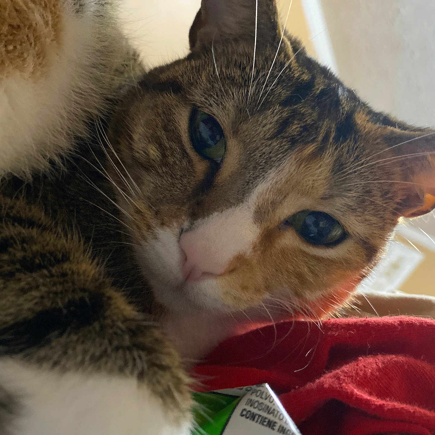 Pumpkin joined the competition — help win amazing prizes! animal, cat, close_up, comfort, curious, domestic_cat, ear, eye, face, fur, indoor, lying_down, nose, pet, red_fabric, relaxed, soft_texture, tabby_cat, whiskers