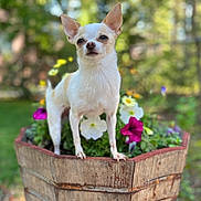 Nube joined the competition — help win amazing prizes! animal, canine, chihuahua, cookware, dog, flower, flowerarrangement, flowerbouquet, geranium, herbal, jar, pet, petal, plant, planter, pot, pottedplant, pottery, puppy, vase