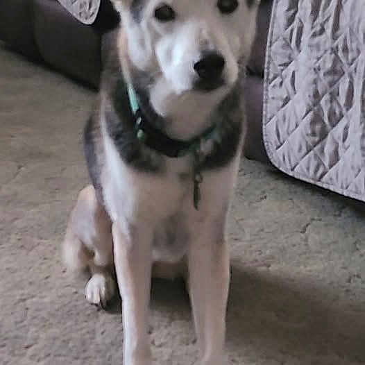 Chloe Sweetpea