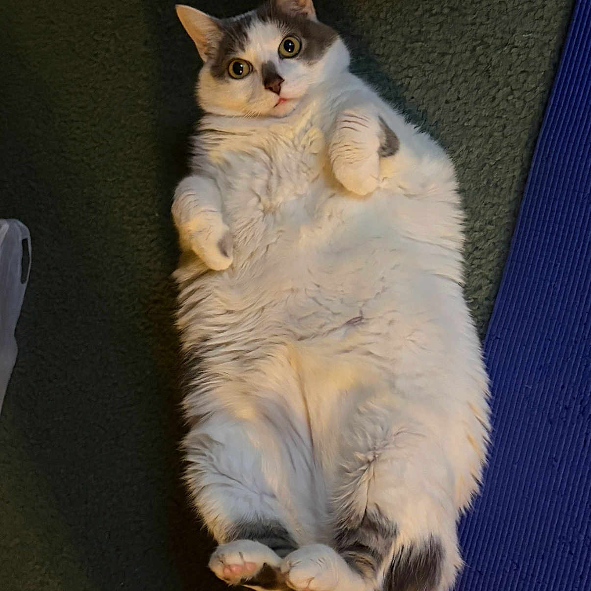 Dot joined the competition — help win amazing prizes! cat, fluffy, white, gray, lying_down, carpet, blue_mat, indoor, pet, cute, wide_eyes, paws, fur, relaxed, animal, mammal, domestic, playful, resting, adorable