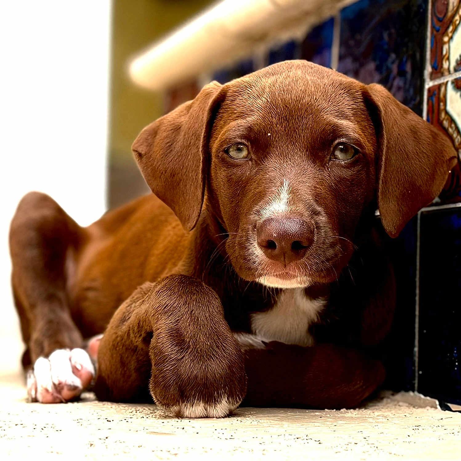 Onyx joined the competition — help win amazing prizes! puppy, dog, brown_fur, close_up, paw, floor, tile_wall, resting, young_dog, pet, animal, cute, portrait, indoor, looking_at_camera, fur_texture, relaxed, adorable, canine, mammal