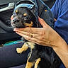 Alvin participe au concours pour gagner de l'argent avec cette photo : puppy, dog, denim, cap, hand, person, blue_shirt, car_interior, window, seat, black_fur, tan_fur, sitting, cute, pet, small_dog, affection, close_up, casual, indoor