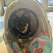 Alvin participe au concours pour gagner de l'argent avec cette photo : dog, chihuahua, pet, backpack, transparent, bubble_backpack, towel, indoor, floor, window, door, car, curious, animal, small_dog, container, face, fur, ears, sitting