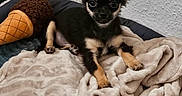 Alvin a rejoint le concours — aidez-le/la à gagner de superbes lots ! puppy, dog, blanket, plush_toy, bed, indoor, small_dog, cozy, curious, pet, fur, animal, resting, toy, cute, comfort, lying_down, brown, black, tan