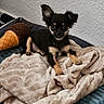 puppy, dog, blanket, plush_toy, bed, indoor, small_dog, cozy, curious, pet, fur, animal, resting, toy, cute, comfort, lying_down, brown, black, tan