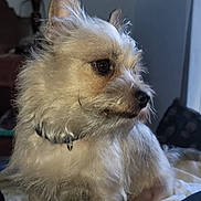 Zeeve is registered to the contest to win money with this photo: animal, bed, canine, collar, companion, cozy, curious, dog, fur, furniture, human, indoor, jeans, lap, light, looking_away, pet, portrait, scruffy, sitting