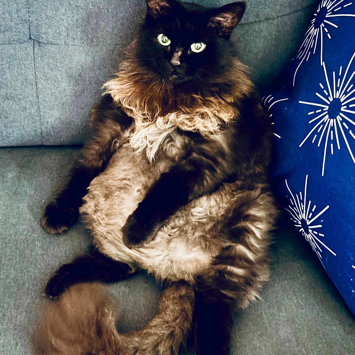 Milee is registered to the contest to win money with this photo: animal, blue_pillow, cat, couch, cozy, cute, domestic_animal, feline, fluffy, fur, gray, green_eyes, household, indoor, pet, portrait, relaxed, sitting, tail, whiskers