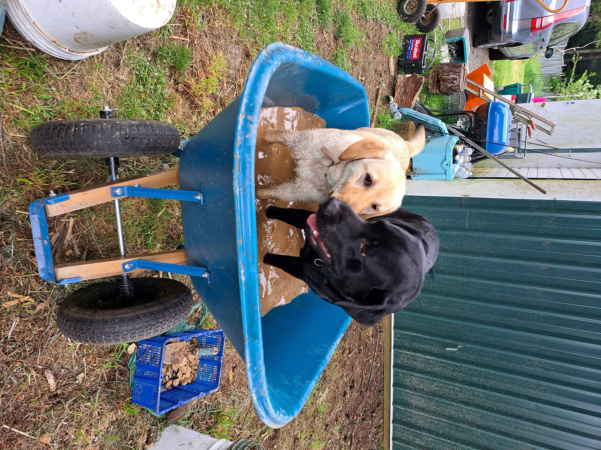 Bubba is registered to the contest to win money with this photo: chair, city, electric_blue, fun, grass, leisure, outdoor_furniture, outdoor_play_equipment, plant, plastic, recreation, soil, sporting_group, tire, tree, vehicle