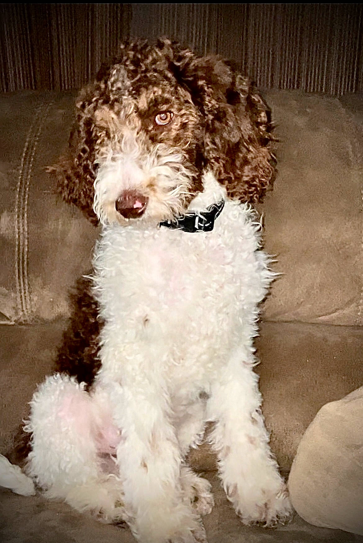 Finn is registered to the contest to win money with this photo: canidae, carnivore, companion_dog, dog, dog_breed, fur, labradoodle, liver, maltepoo, non_sporting_group, poodle, snout, sporting_group, terrier, toy_dog, water_dog, working_animal