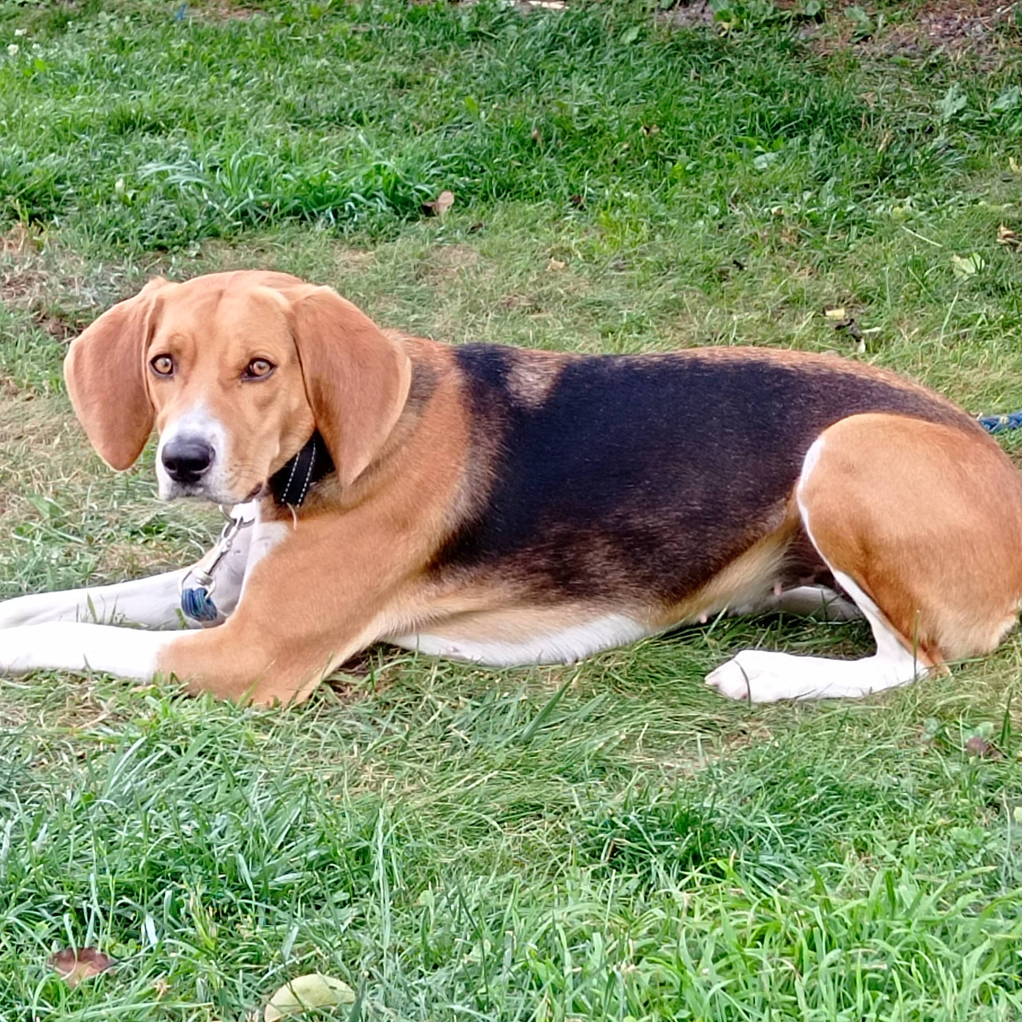 Kanel participe au concours pour gagner de l'argent avec cette photo : beagle, beagle_harrier, beaglier, canidae, carnivore, collar, companion_dog, dog, dog_breed, dog_supply, fawn, finnish_hound, grass, hound, plant, scent_hound, sporting_group, tail, terrestrial_animal, working_dog