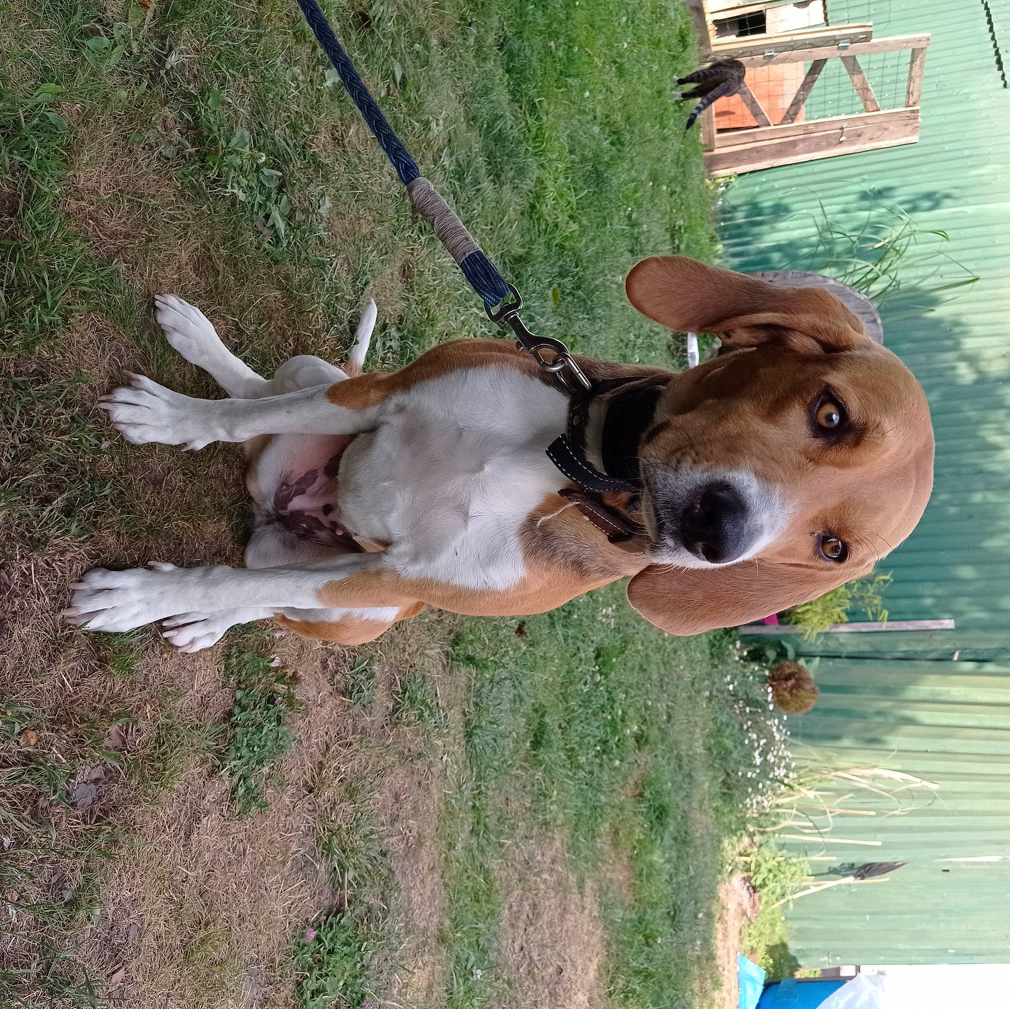 Kanel participe au concours pour gagner de l'argent avec cette photo : canidae, carnivore, collar, companion_dog, dog, dog_breed, dog_collar, dog_supply, fawn, grass, hound, leash, liver, pet_supply, plant, scent_hound, snout, sporting_group, water, working_animal