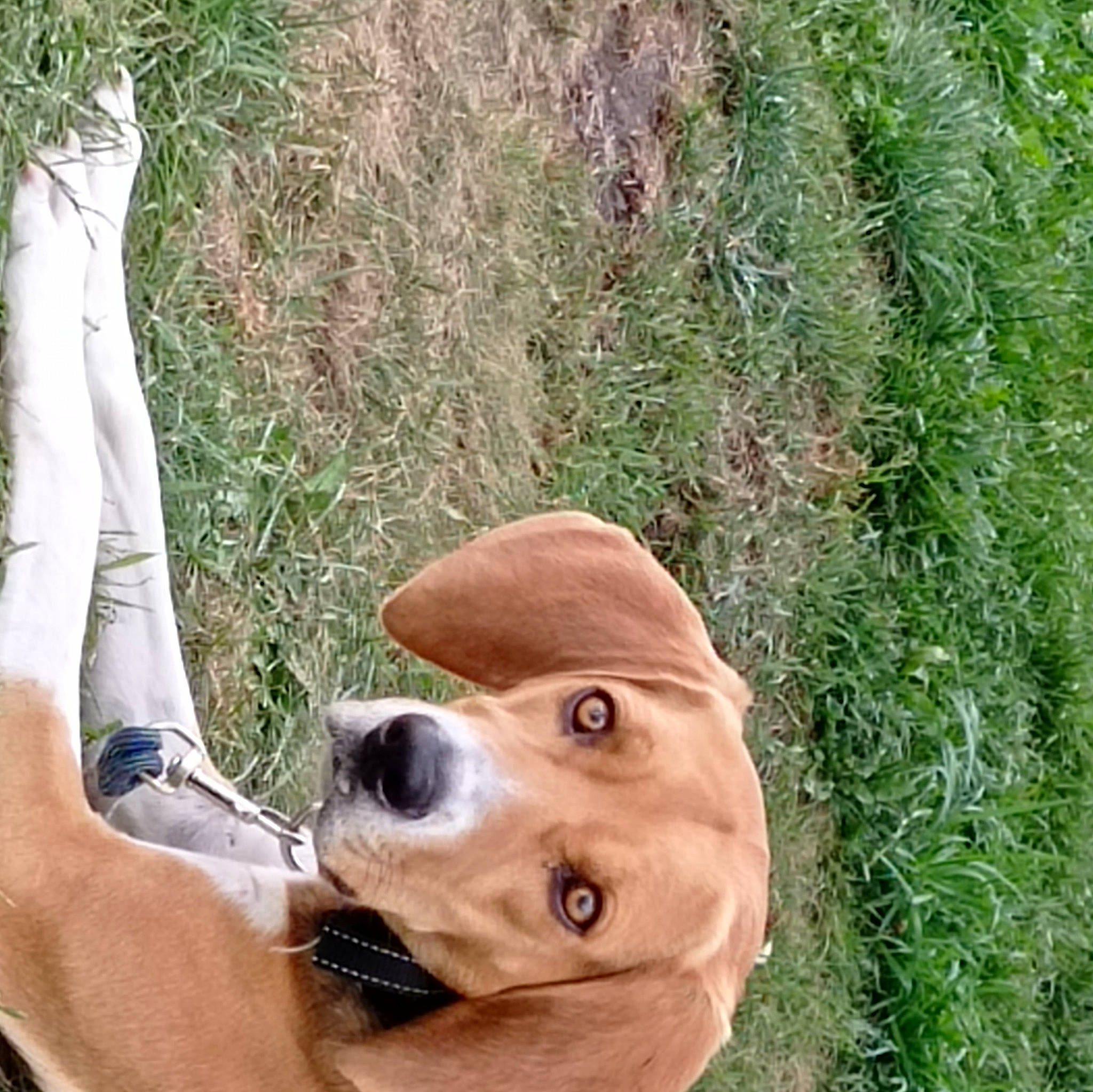 Kanel a rejoint le concours — aidez-le/la à gagner de superbes lots ! carnivore, companion_dog, dog, dog_breed, dog_collar, fawn, foot, grass, hat, human_leg, knee, liver, people_in_nature, plant, retriever, snout, sporting_group, tree, wood, working_animal