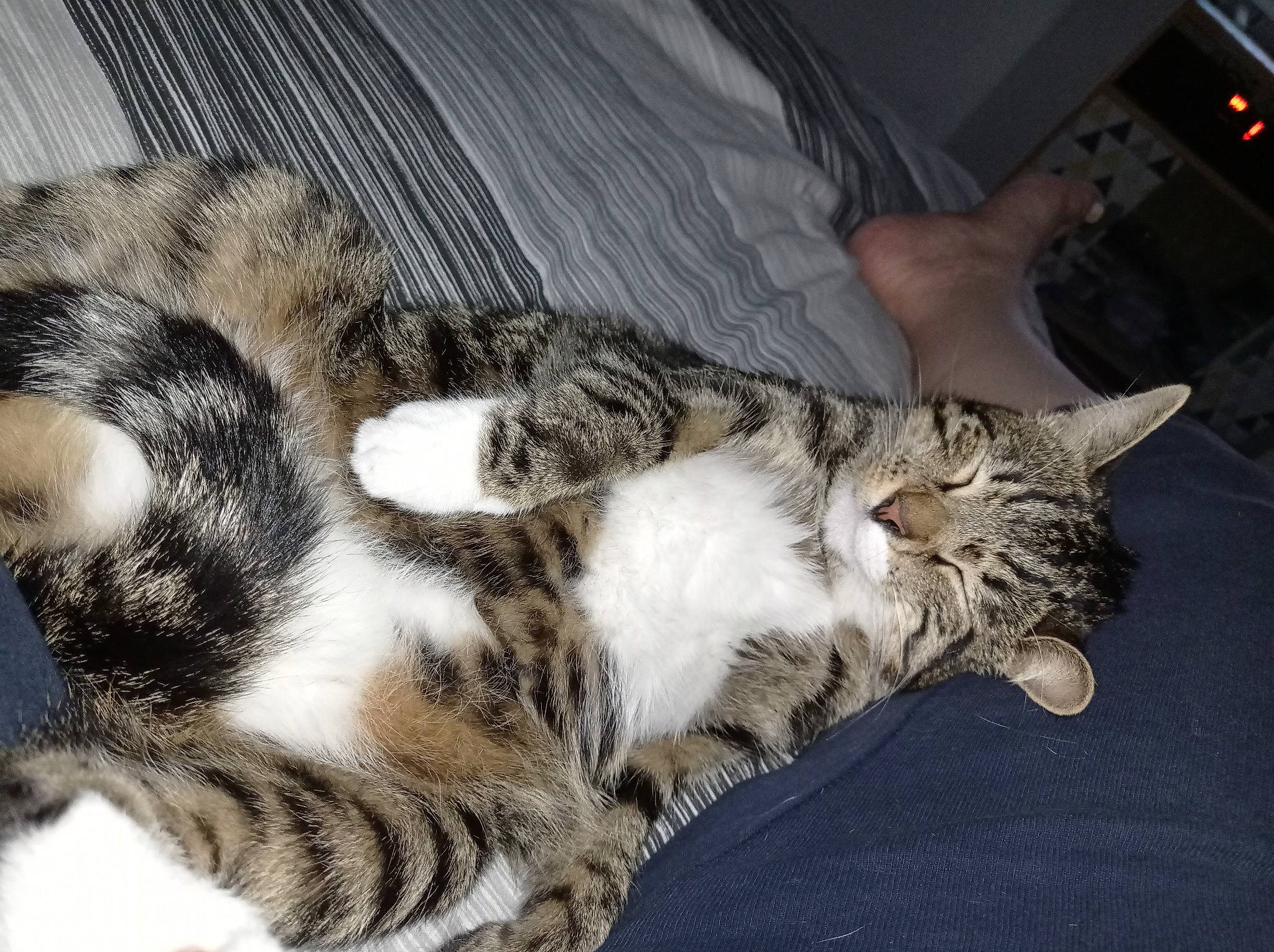 Gribouille a rejoint le concours — aidez-le/la à gagner de superbes lots ! carnivore, cat, claw, comfort, domestic_short_haired_cat, ear, felidae, fur, nap, paw, sleep, small_to_medium_sized_cats, snout, tail, terrestrial_animal, whiskers