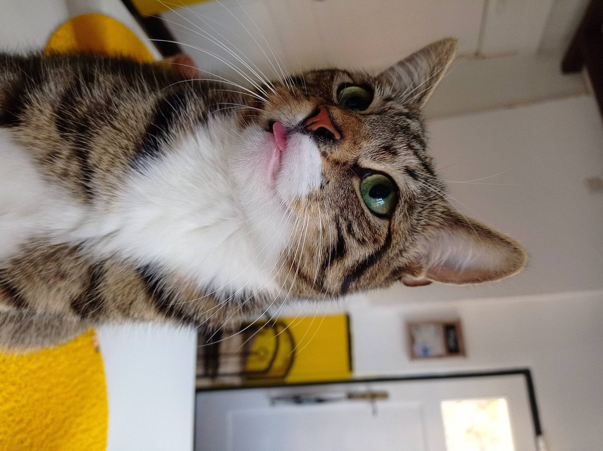 Gribouille a rejoint le concours — aidez-le/la à gagner de superbes lots ! carnivore, cat, cat_supply, claw, domestic_short_haired_cat, felidae, fur, paw, picture_frame, small_to_medium_sized_cats, snout, tail, whiskers