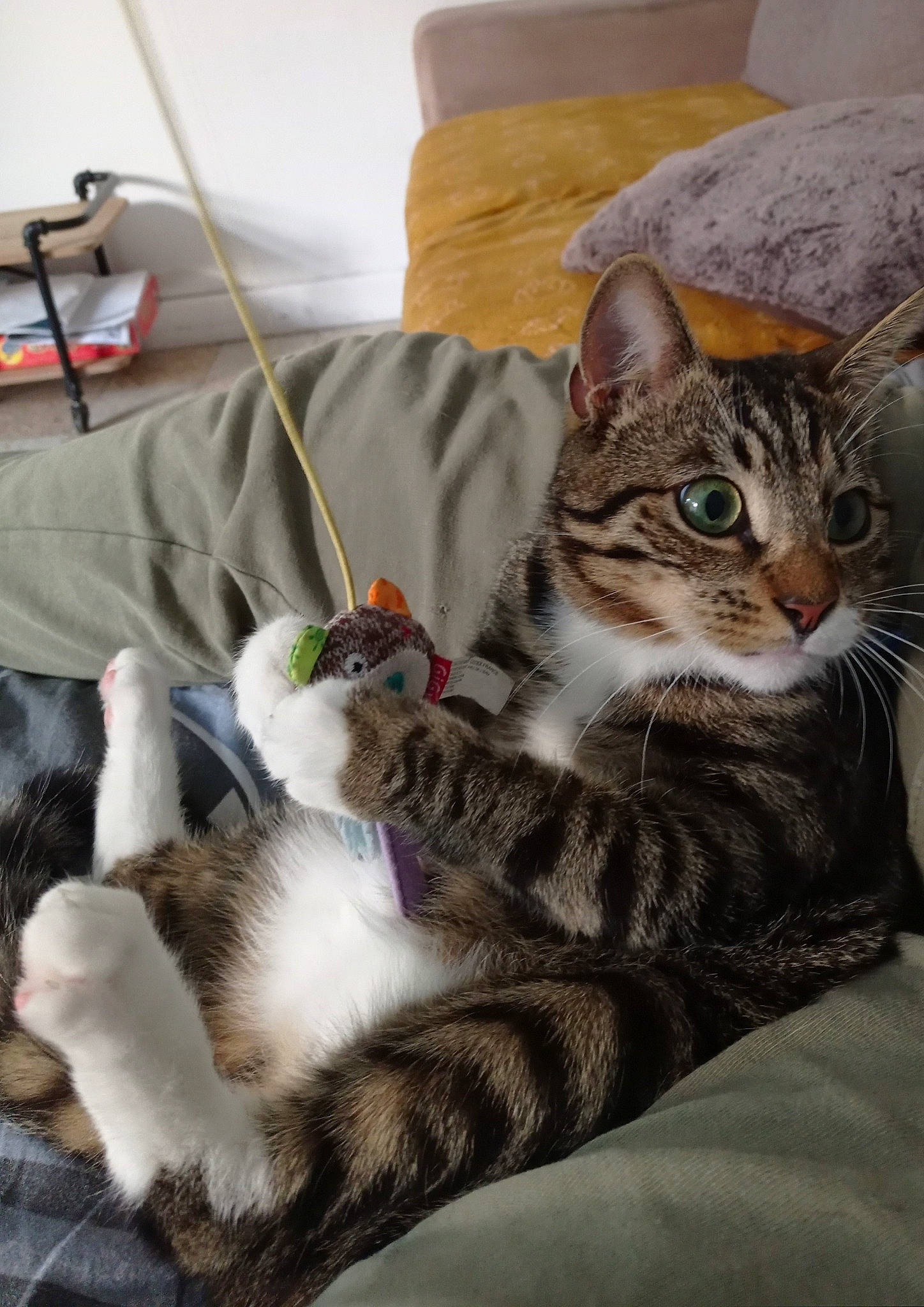 Gribouille participe au concours pour gagner de l'argent avec cette photo : bedding, carnivore, cat, claw, comfort, domestic_short_haired_cat, door, felidae, fur, grey, linens, paw, room, sitting, small_to_medium_sized_cats, snout, tail, terrestrial_animal, tree, whiskers