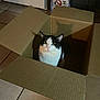 cat, cardboard_box, indoor, black_and_white, pet, floor_tile, shadow, curious, sitting, feline, box_flaps, domestic_animal, household, coors_light_box, container, floor, animal, looking_up, quiet, home