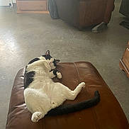 Lottie is registered to the contest to win money with this photo: cat, black_and_white_cat, pet, feline, lounging, ottoman, leather_furniture, indoor, home, relaxed, floor, cabinet, drawer, cozy, animal, whiskers, tail, paw, resting, cute