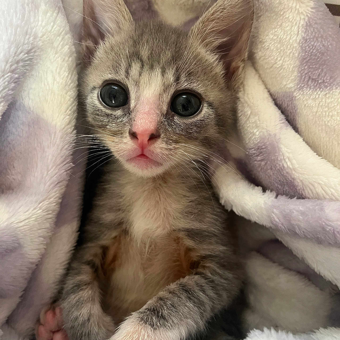 King Lewie is registered to the contest to win money with this photo: adorable, animal, blanket, cat, closeup, cozy, cute, domestic_cat, fur, furry, indoor, kitten, mammal, paw, pet, sleepy, snuggled, soft, whiskers, young