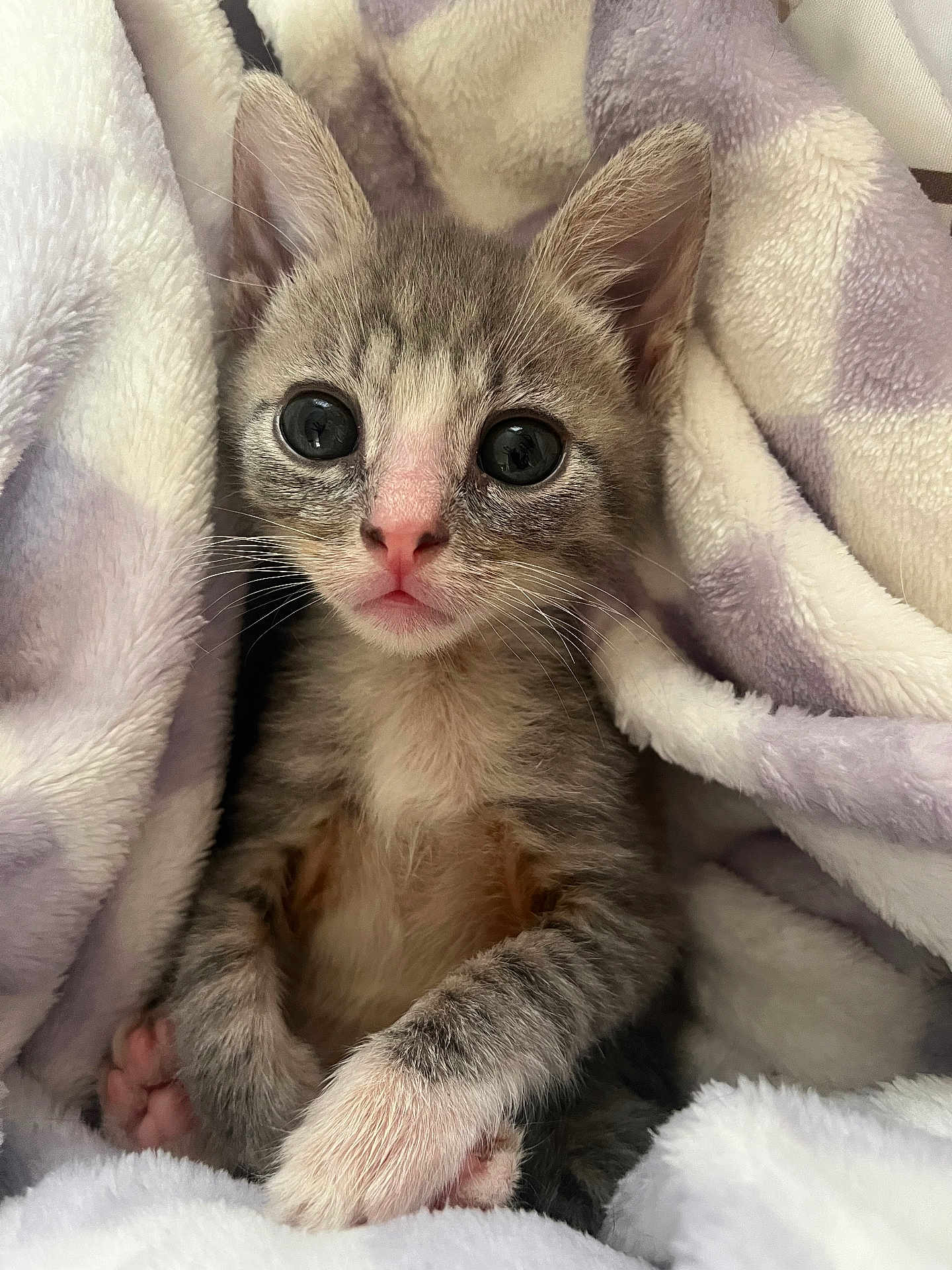 King Lewie is registered to the contest to win money with this photo: kitten, cat, pet, animal, cute, furry, whiskers, paw, blanket, snuggled, soft, young, domestic_cat, fur, mammal, indoor, closeup, adorable, sleepy, cozy