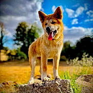 Bella participe au concours pour gagner de l'argent avec cette photo : dog, animal, outdoor, nature, rock, tongue_out, sunlight, sky, clouds, grass, tree, pet, canine, mammal, happy, standing, daytime, field, fur, portrait