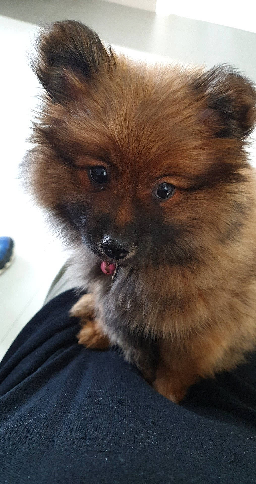 Baïla a rejoint le concours — aidez-le/la à gagner de superbes lots ! canidae, carnivore, companion_dog, dog, dog_breed, fawn, german_spitz, german_spitz_klein, german_spitz_mittel, keeshond, mammal, non_sporting_group, pomeranian, puppy, rare_breed_dog, snout, spitz, toy_dog, vertebrate