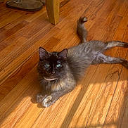 Fluffy is registered to the contest to win money with this photo: cat, feline, pet, indoor, wooden_floor, sunlight, green_eyes, fluffy, relaxed, slippers, table_leg, home, domestic, animal, cute, fur, shadow, laying_down, cozy, resting