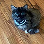 Fluffy is registered to the contest to win money with this photo: cat, tortoiseshell, floor, wooden_floor, pet, animal, fur, collar, indoor, curious, sitting, looking_up, whiskers, tail, ears, cute, domestic, feline, house_pet, closeup