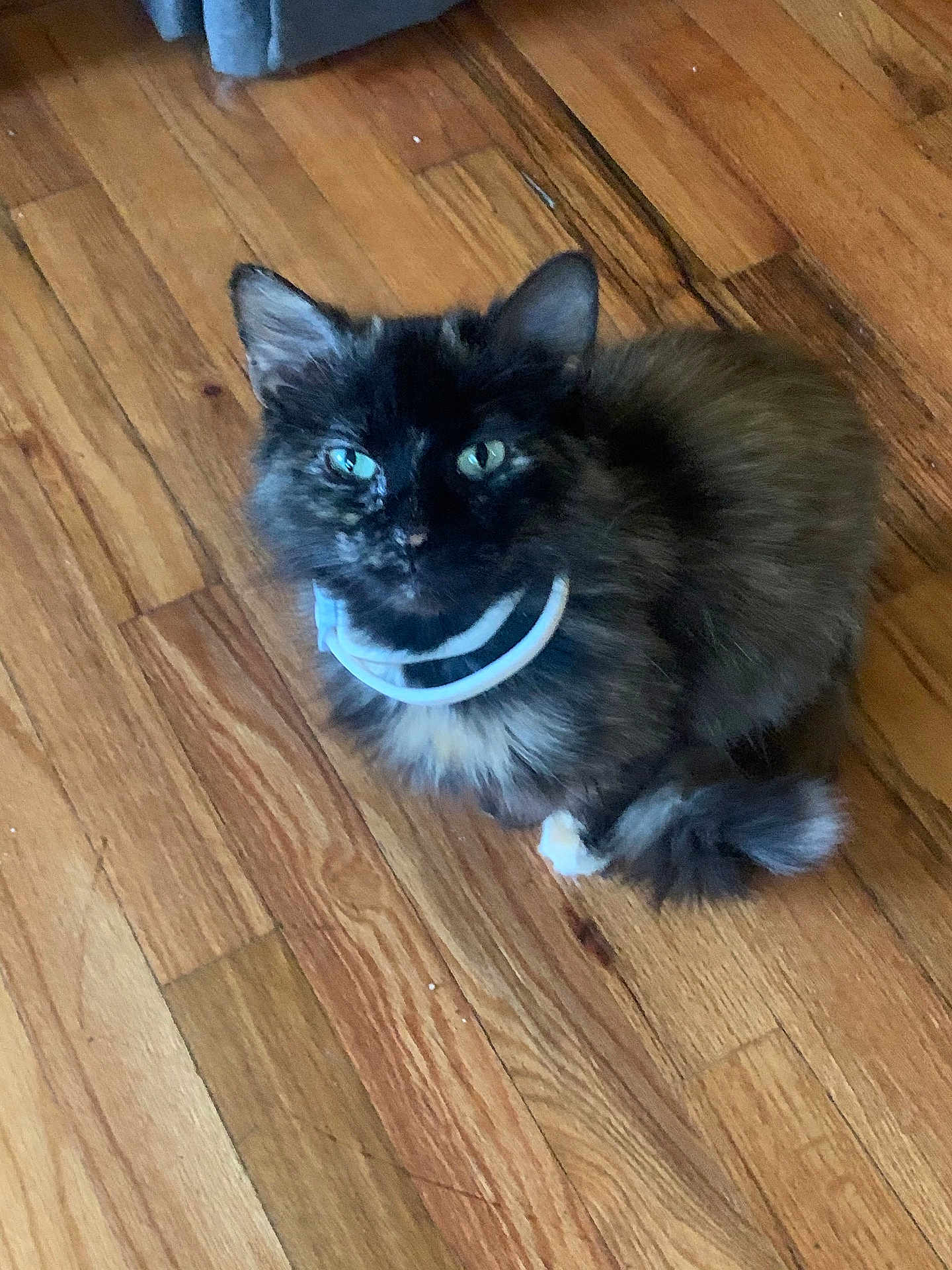 Fluffy is registered to the contest to win money with this photo: cat, tortoiseshell, floor, wooden_floor, pet, animal, fur, collar, indoor, curious, sitting, looking_up, whiskers, tail, ears, cute, domestic, feline, house_pet, closeup