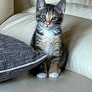Daisy joined the competition — help win amazing prizes! animal, cat, couch, cute, domestic, ears, eyes, feline, fur, indoor, kitten, nose, paw, pet, pillow, portrait, sitting, tabby, whiskers, young
