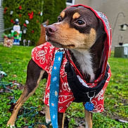 Coco joined the competition — help win amazing prizes! blue_leash, brown_dog, closeup, collar, curious_expression, dog, grass, holiday_decorations, hood, house, id_tag, outdoors, paws, pet, portrait, raincoat, small_dog, trees, wet_ground, yard
