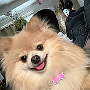 Bella joined the competition — help win amazing prizes! dog, pomeranian, fluffy, pet, indoor, smiling, tongue_out, pink_tag, fur, lamp, home_decor, couch, happy, closeup, animal, cute, face, portrait, domestic_animal, cozy