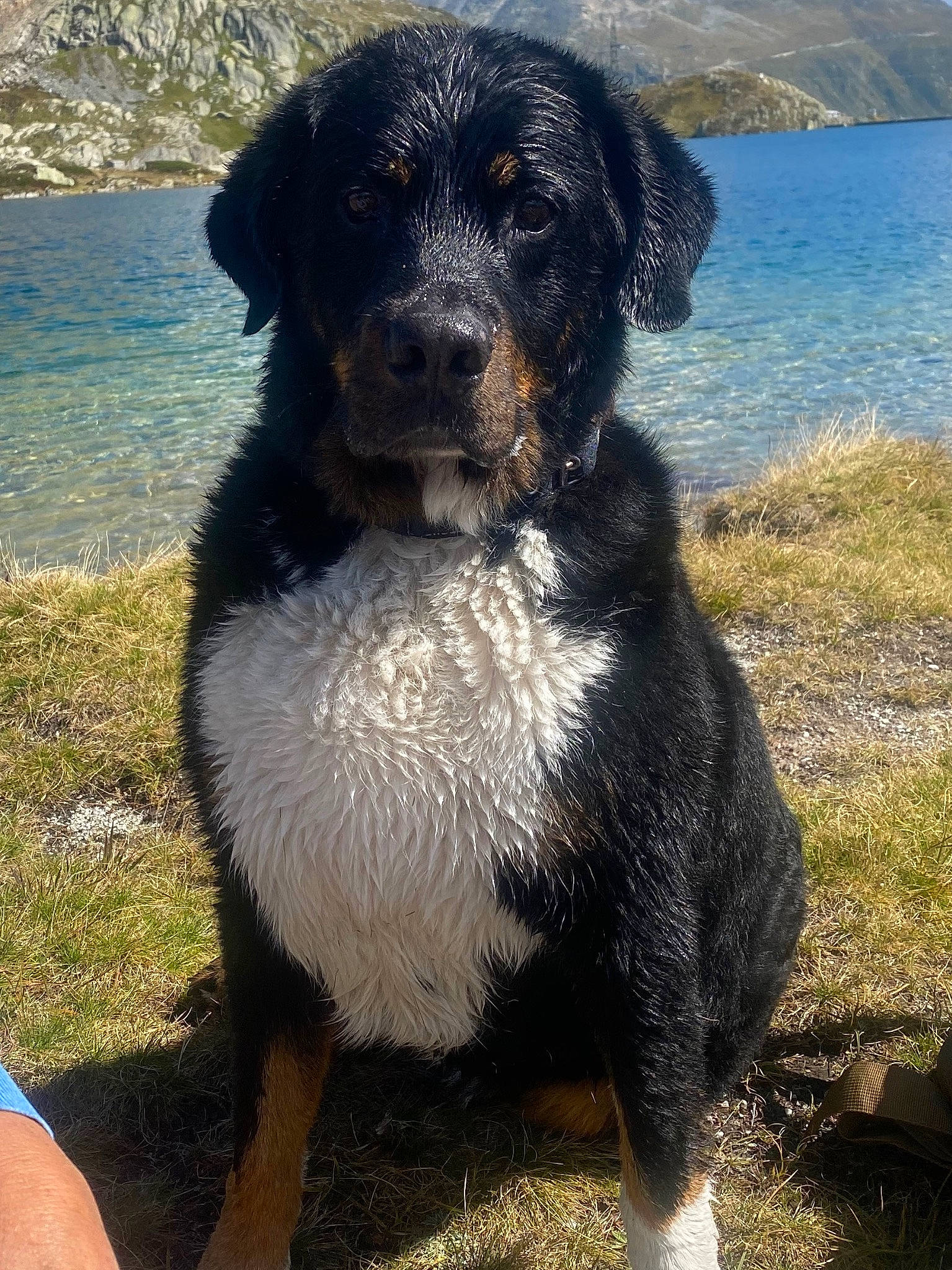 Lucky participe au concours pour gagner de l'argent avec cette photo : beach, borador, canidae, carnivore, collar, companion_dog, dog, dog_breed, dog_collar, fur, gun_dog, hunting_dog, lake, rock, snout, sporting_group, water, working_animal, working_dog
