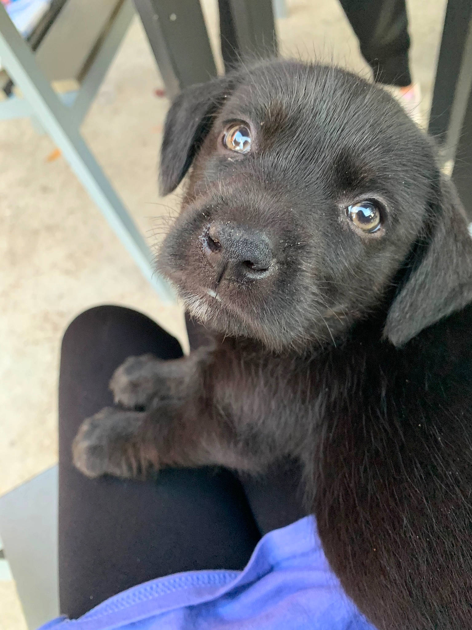 Layla is registered to the contest to win money with this photo: beagador, borador, canidae, carnivore, companion_dog, dog, dog_breed, flat_coated_retriever, labrador_retriever, mammal, patterdale_terrier, puppy, retriever, snout, sporting_group, vertebrate