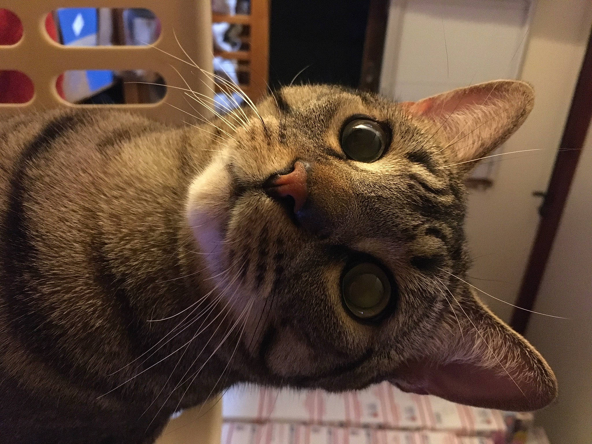 Twig joined the competition — help win amazing prizes! carnivore, cat, claw, domestic_short_haired_cat, fang, felidae, fur, jaw, lynx, metal, paw, small_to_medium_sized_cats, snout, terrestrial_animal, whiskers, wildlife