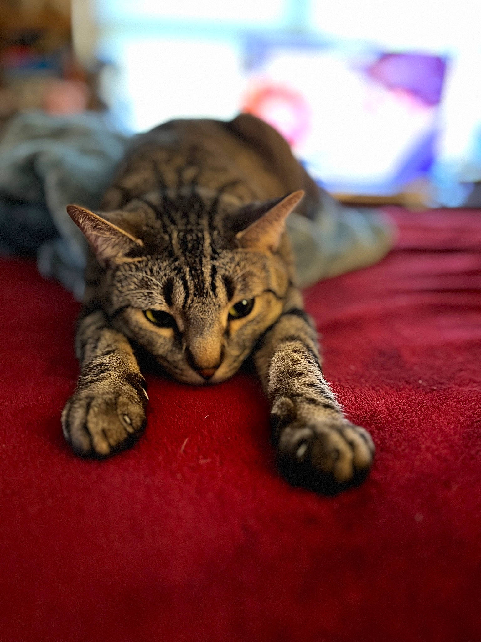 Twig joined the competition — help win amazing prizes! carnivore, cat, claw, close_up, comfort, domestic_short_haired_cat, felidae, fur, paw, small_to_medium_sized_cats, terrestrial_animal, whiskers, wildlife