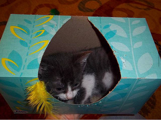 Boots joined the competition — help win amazing prizes! art, carnivore, cat, cat_supply, domestic_short_haired_cat, fashion_accessory, felidae, fur, linens, paper, paper_product, pattern, pet_supply, rectangle, small_to_medium_sized_cats, snout, tail, umbrella, visual_arts, whiskers