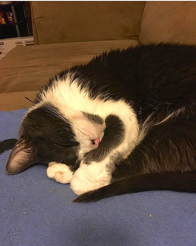 Boots joined the competition — help win amazing prizes! bored, carnivore, cat, claw, cloud, comfort, companion_dog, felidae, foot, fur, human_leg, nap, paw, small_to_medium_sized_cats, snout, sporting_group, square, tail, tints_and_shades, whiskers