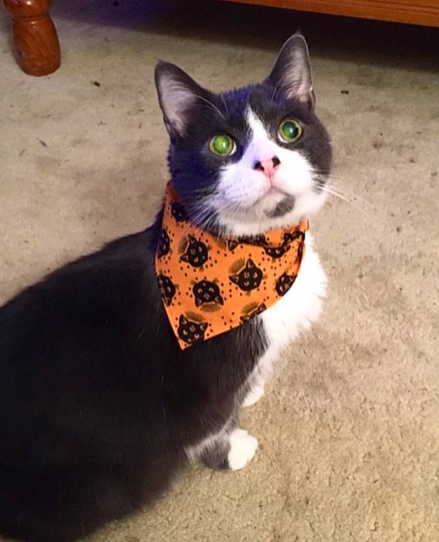 Boots is registered to the contest to win money with this photo: art, black_cat, carnivore, cat, cat_supply, domestic_short_haired_cat, felidae, flooring, fur, grass, paw, photo_caption, plant, small_to_medium_sized_cats, snout, tail, whiskers, window