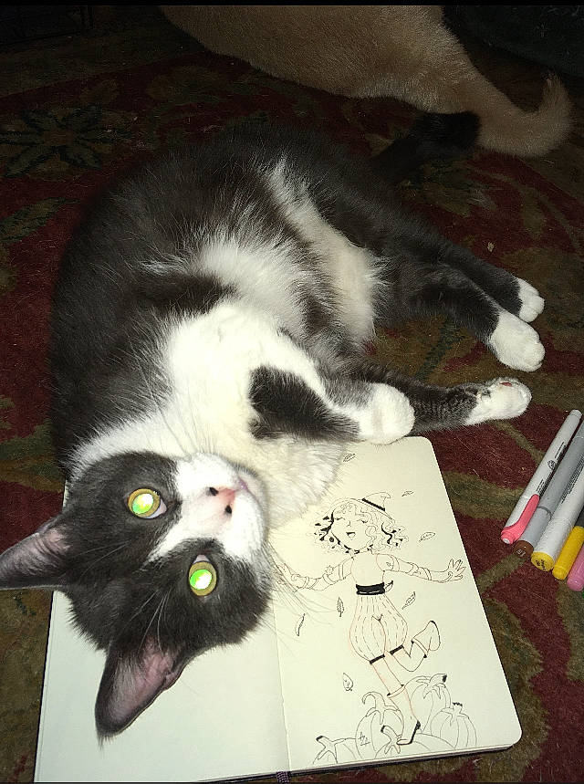 Boots is registered to the contest to win money with this photo: carnivore, cat, claw, comfort, domestic_short_haired_cat, felidae, flooring, fur, handwriting, office_supplies, paw, pen, small_to_medium_sized_cats, stationery, tail, visual_arts, whiskers, wood, writing, writing_implement