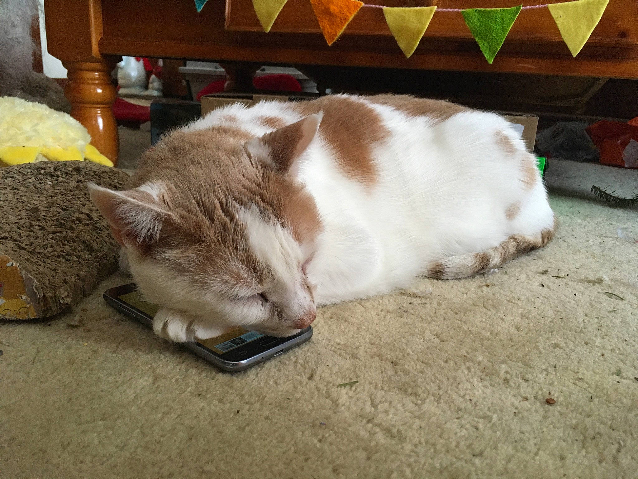 Simba joined the competition — help win amazing prizes! box, carnivore, cat, claw, comfort, companion_dog, domestic_short_haired_cat, fawn, felidae, flooring, fur, hardwood, paw, small_to_medium_sized_cats, tail, whiskers, wood