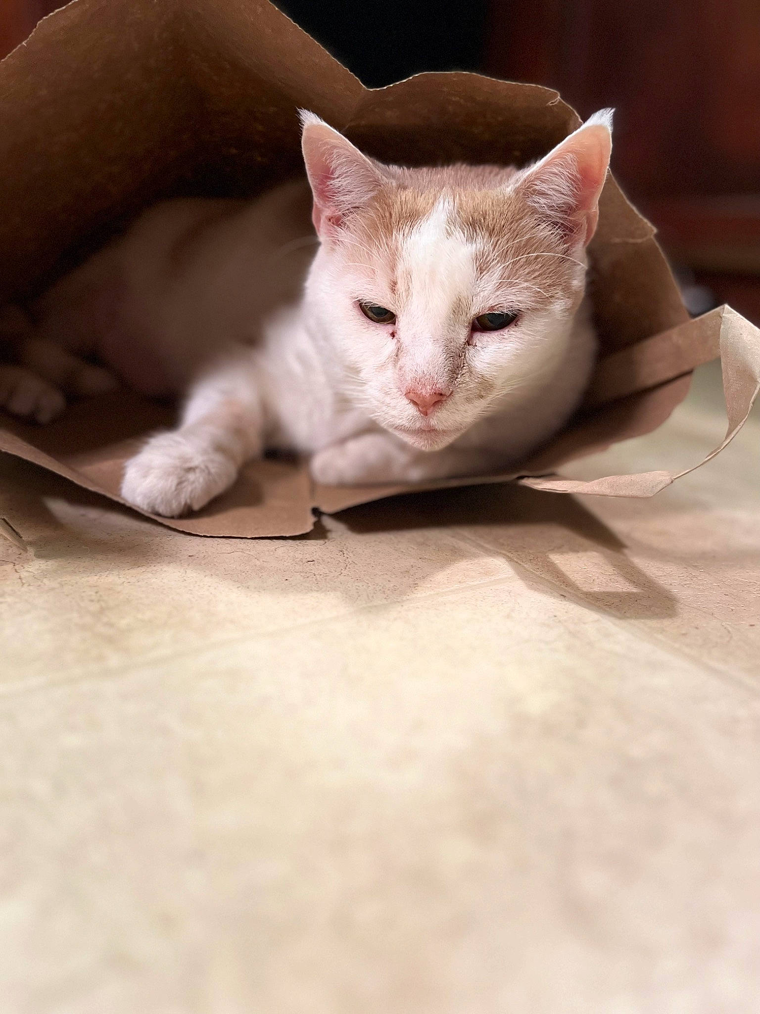 Simba joined the competition — help win amazing prizes! carnivore, cat, claw, comfort, domestic_short_haired_cat, ear, eye, fawn, felidae, flooring, fur, gesture, hardwood, paw, small_to_medium_sized_cats, snout, tail, terrestrial_animal, whiskers, wood