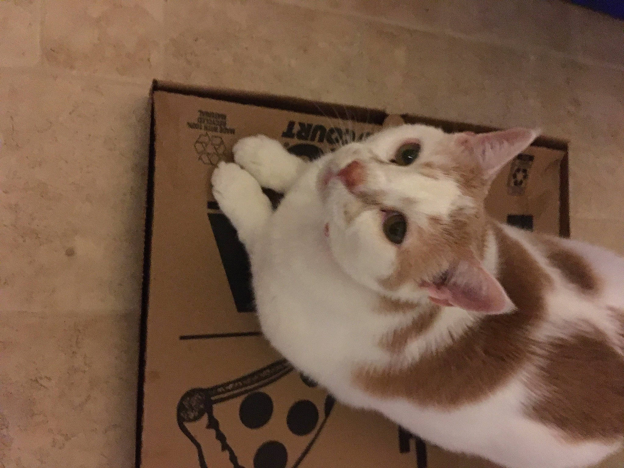 Simba is registered to the contest to win money with this photo: art, carnivore, cat, claw, comfort, domestic_short_haired_cat, eye, felidae, fur, head, paw, photo_caption, small_to_medium_sized_cats, snout, tail, whiskers, window