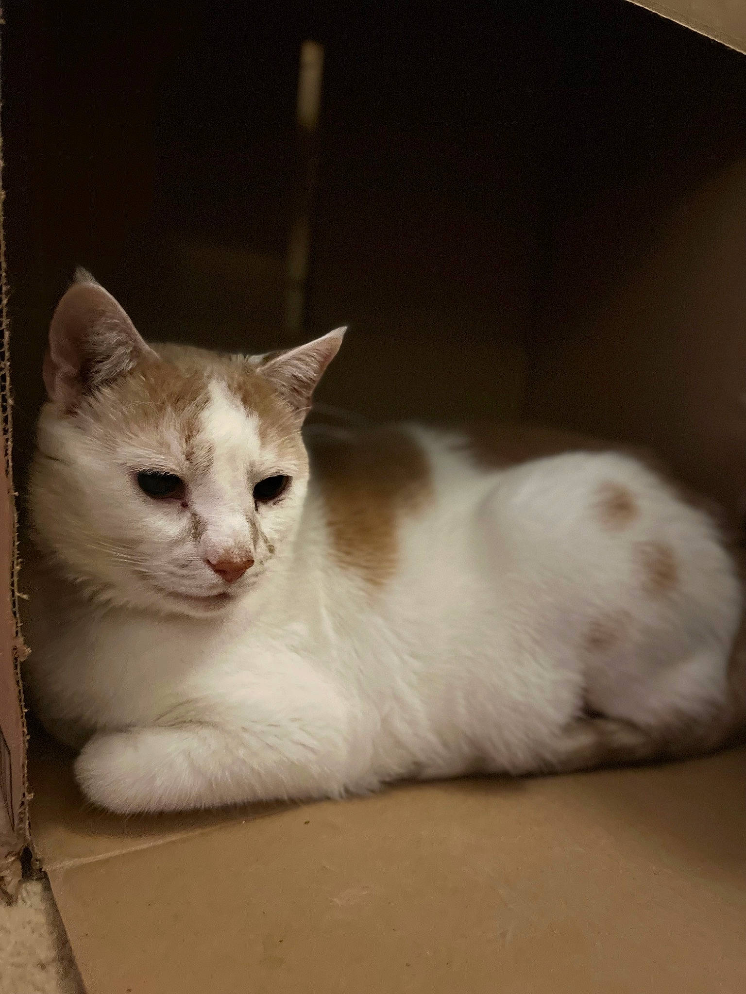 Simba joined the competition — help win amazing prizes! carnivore, cat, cat_supply, claw, comfort, domestic_short_haired_cat, fawn, felidae, fur, paw, pet_supply, rectangle, small_to_medium_sized_cats, snout, tail, terrestrial_animal, whiskers