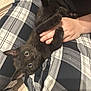 animal, black_cat, claws, cozy, cute, domestic_animal, feline, fur, hand, indoor, kitten, lap, looking_at_camera, person, pet, plaid_pants, relaxed, resting, whiskers, young_cat